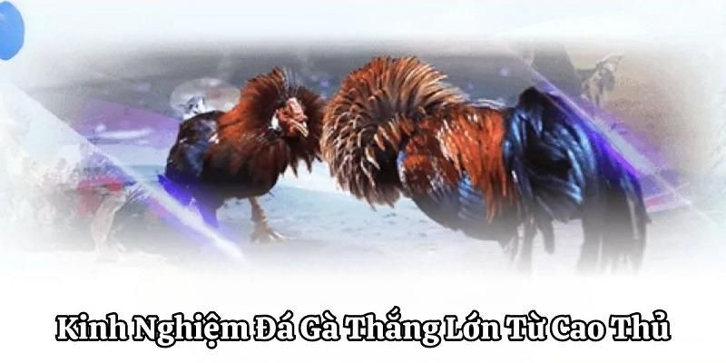 San-thuong-tu-da-ga-truc-tuyen-can-luu-y-nhung-gi