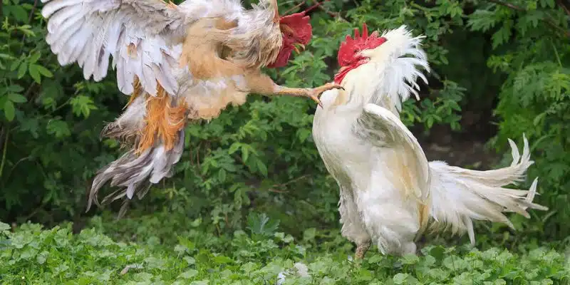 Cách xử lý cơ bản đối với sự cố không xem được live đá gà