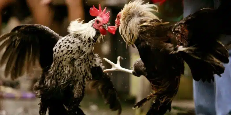 Phân tích các sự cố khi không xem được live đá gà