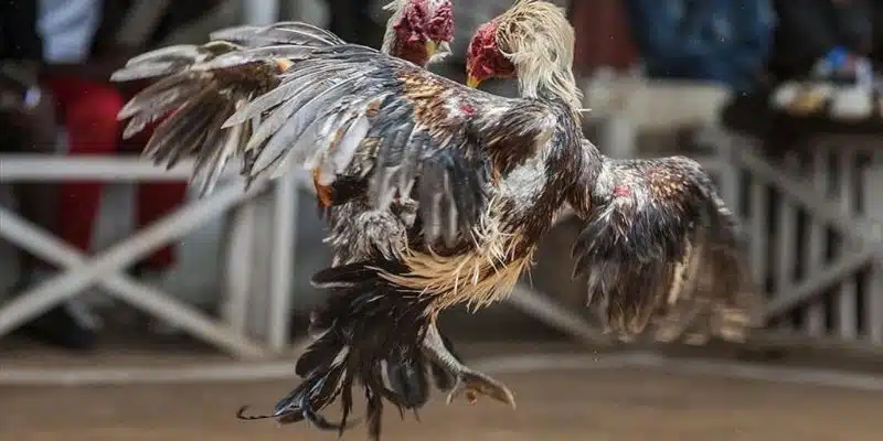 Khái quát thông tin về sự cố khi không xem được live đá gà